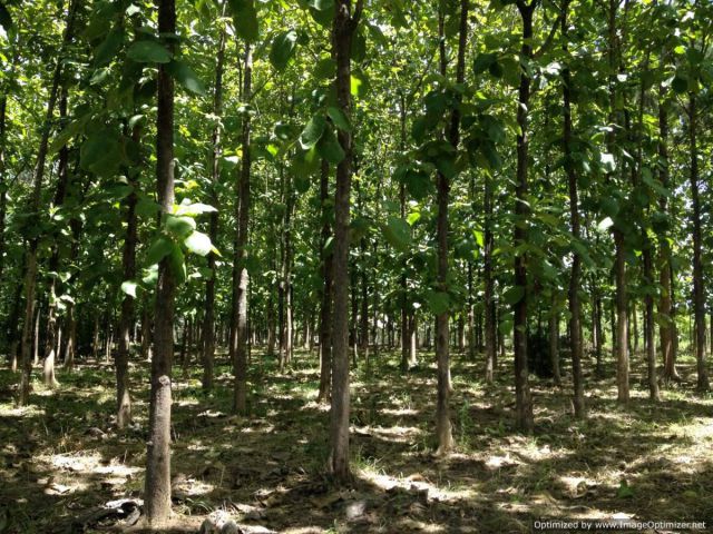 ขายที่ดินพร้อมสวนสัก 30 ปีในชุมชนหมู่ 9 ต. บวกค้าง อ. สันกำแพง ขนาด 4-3-36 ไร่