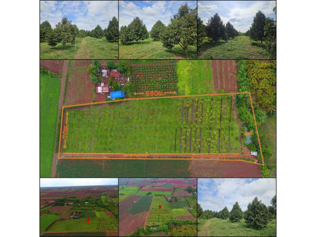 ขายที่ดินพร้อมสวนทุเรียน 10 ไร่ พร้อมผลผลิต6ปี อ.ครบุรี จ.นครราชสีมา