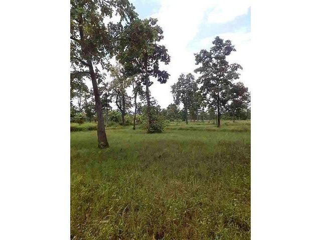 ขายที่ดินจังหวัดนครพนม ขายที่ดิน 43 ไร่ 3 งาน 80 ตรว