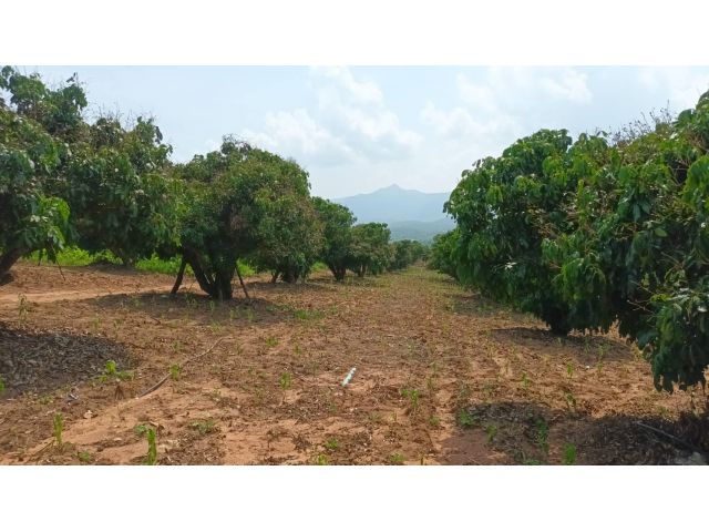 ขายที่ดินสวนลำใย ติดถนน ในนิคมสหกรณ์ อ.พร้าว ซอยวัดป่าแขม เชียงใหม่ เนื้อที่ 16 ไร่ 264 วา ขายวาละ 500 บาท