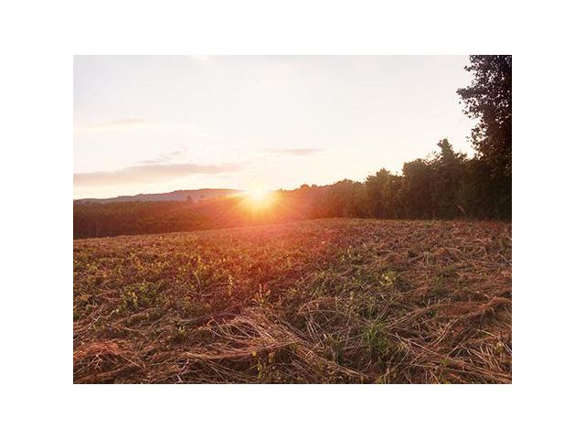 ที่สวย บรรยากาศดี วิวสวยภูเรือ ไม่ไกลถนนลาดยาง โฉนด10-12ไร่ๆละ260,000