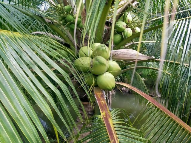 ขายสวนมะพร้าวน้ำหอม+โล้ง+สิ่งปลูกสร้าง1555-ไร่่ไร่ละ680000-อ.ดอนตูม จ.นครปฐม.มะพร้าวอายุ5ปีเก็บขายได้เลย.ถูกสุดๆ