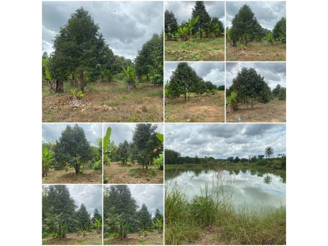 สวนทุเรียนโต 20ไร่ 2งาน  5.9แสน/ไร่️