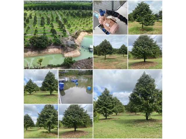 สวนทุเรียน 39ไร่ ต้นสวยเก็บผลได้️