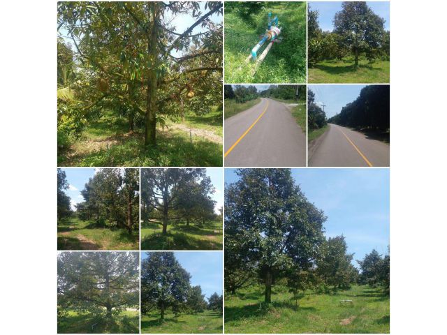 สวนทุเรียนสวย 23 ไร่ 3งาน พร้อมทำเงิน !!