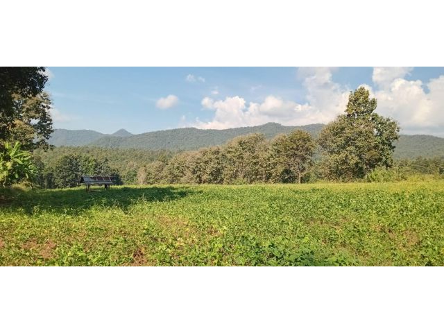 ขายที่ดินแม่แตงแปลงสวย ถูกมากเพียงไร่ละ 4 แสน ติดถนน บรรยากาศดีเยี่ยมมีวิวดอยโอบล้อม เหมาะปลูกบ้าน/รีสอร์ท/โฮมสเตย์