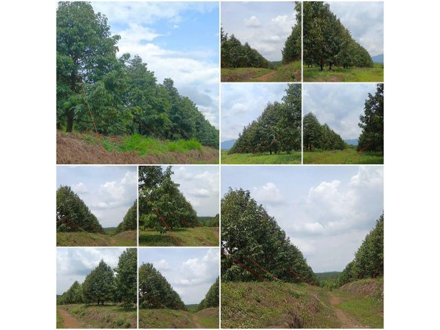 สวนทุเรียนสวย 55 ไร่ เก็บผลได้แล้ว !!!