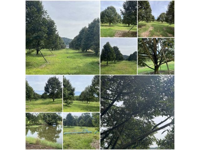 สวนทุเรียนล้วน 34 ไร่ ต้นสวยเก็บผลได้แล้ว