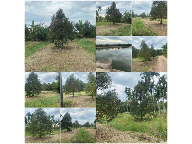 สวนทุเรียนโต 1ไร่ 1งาน แหล่งน้ำดี️