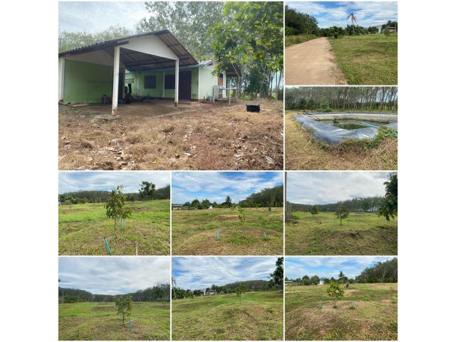 บ้านสวนทุเรียน 6 ไร่ ที่สวย/ถนนคอนกรีต