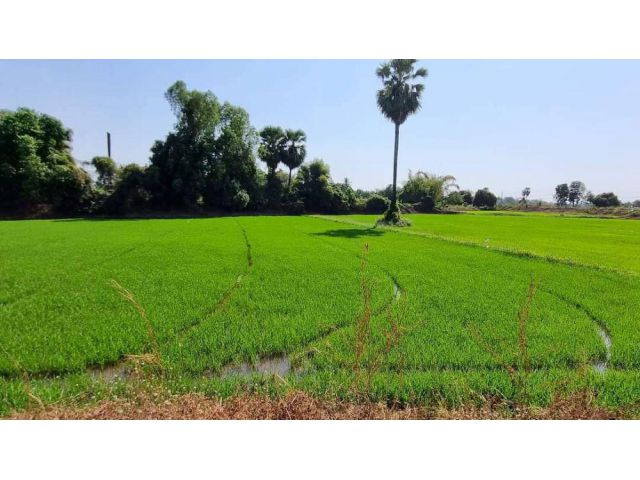 ขายที่ดินเปล่า ทำเลดี เดินทางสะดวก น้ำไฟเข้าถึง ต.วังทอง อ.วังทอง จ.พิษณุโลก