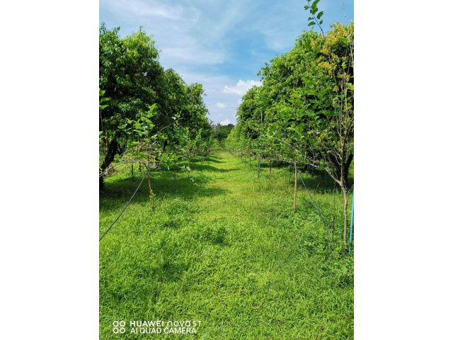 L1134 ขายที่ดิน 17 ไร่ เมืองนครนายก