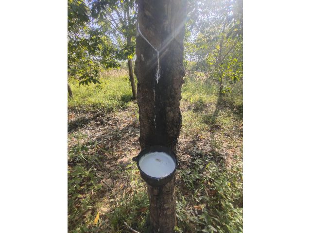 ขายที่ดิน 12 ไร่ พร้อมสวนยางกรีดได้ทันที ลำนางรอง โนนดินแดง จ.บุรีรัมย์ ติดอ่างเก็บน้ำ วิวเขา น้ำดีทั้งปี ใกล้โครงกา