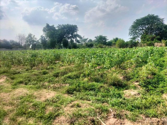 L1139 ขายที่ดินทำเลดี 1 ไร่ เฉลิมพระเกียรติ นครราชสีมา