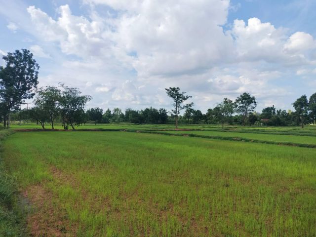 ขายที่ดินเมืองนครราชสีมา อ.ชุมพวง ต.โนนรัง ติดถนน 2223 หน้าแปลงที่ดินกว้าง 500 ม.