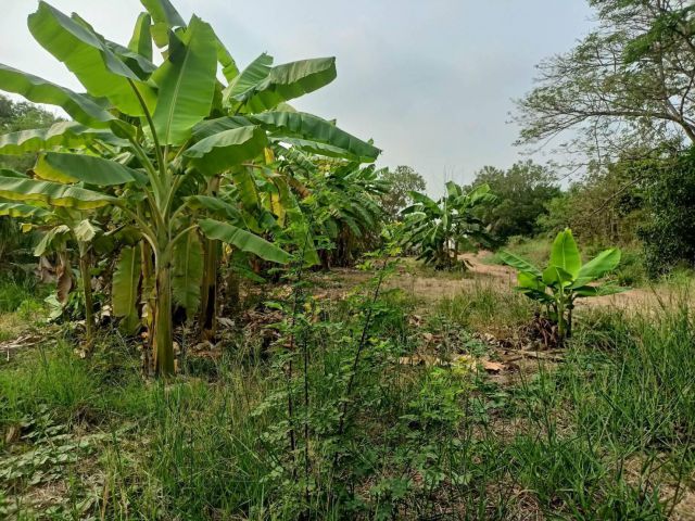 L1143 ขายที่ดิน 280 ตรว บางน้ำเปรี้ยว ฉะเชิงเทรา