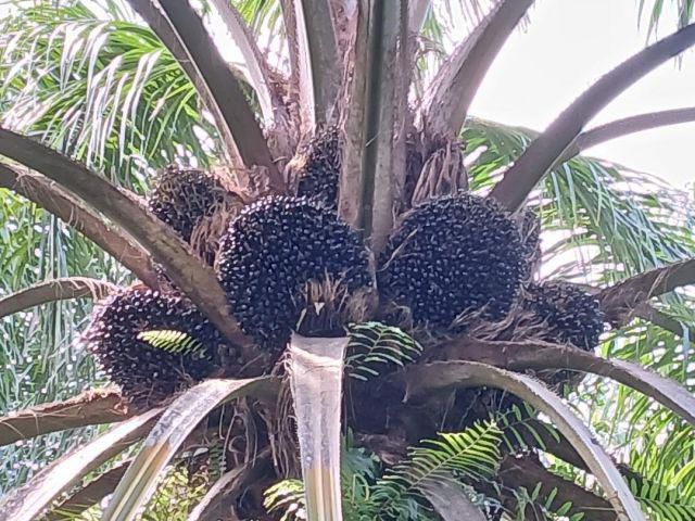 ขายสวนปาล์มน้ำมันและยางพาราโฉนด 25 ไร่ ใกล้หาดทุ่งวัวแล่นเพียง 5 นาที ต.สะพลี ปะทิว ชุมพร เจ้าของเองครับ