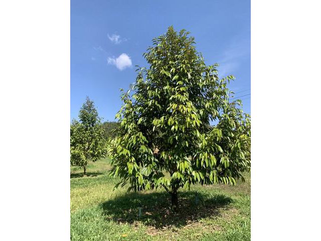 ขายสวนทุเรียนแปลงสวย 3 ไร่