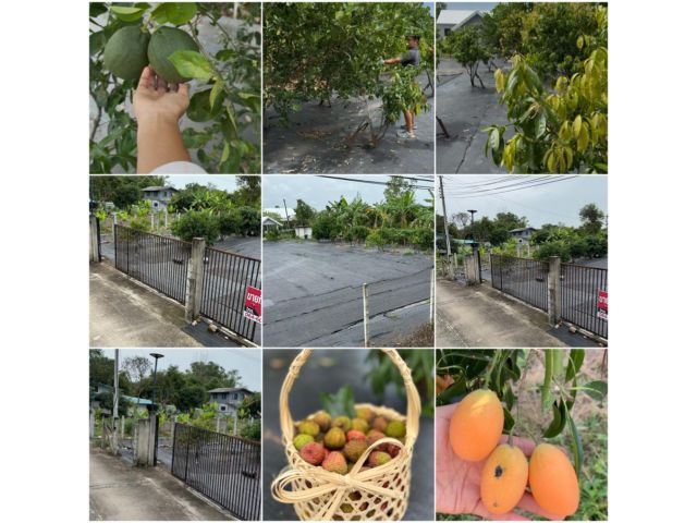 ขายที่ดินสวนผลไม้ ต้นไม้โตแล้ว มีพื้นที่ไว้ปลูกบ้านตรงกลาง แปลงเล็กๆ สาธารณูปโภคพร้อม ติดถนนสาธารณะ