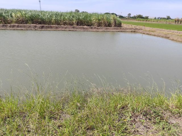 Vacant land for sale 1-9 Rais good view natural plot amidst cornfields near Kasetsart University, Kamphaeng Saen Campus,