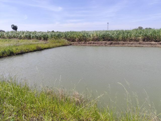 ขายที่ดินเปล่า  แปลง 1-9 ไร่ cแปลงธรรมชาติ แบ่งขายได้ ใกล้  เกษตรศาสตร์ วิทยาเขตกำแพงแสน นครปฐม