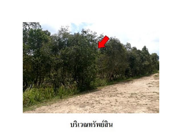 ขายที่ดินว่างเปล่า ต.ควนชะลิก อ.หัวไทร จ.นครศรีธรรมราช