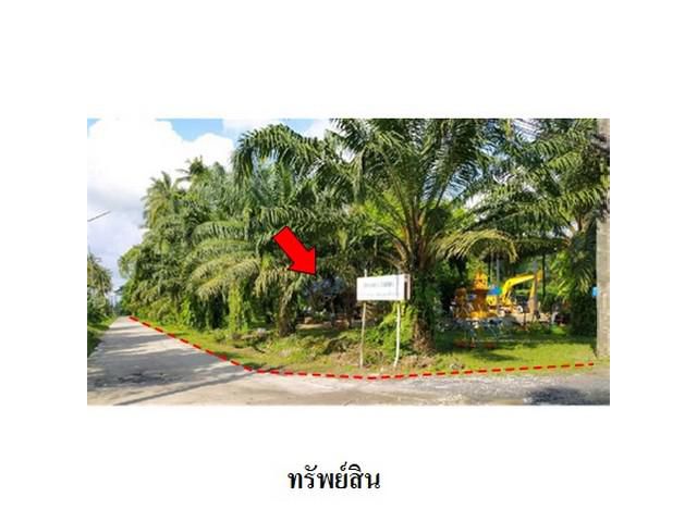 ขายที่ดิน ถนน มะม่วงทอง ต.ปากพูน อ.เมือง จ.นครศรีธรรมราช