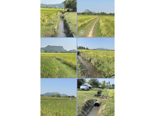 ที่นาสวยๆติดชุมชน