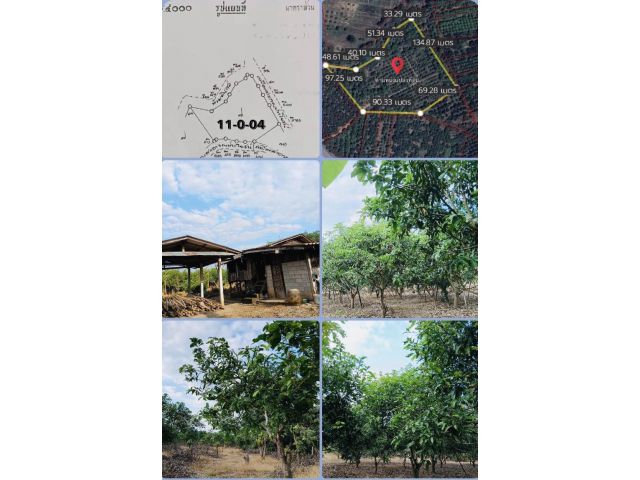 ขายถูกที่ดินสวนไม้ผล 11 ไร่เศษ ต.เหล่ายาว อ.บ้านโฮ่ง ลำพูน