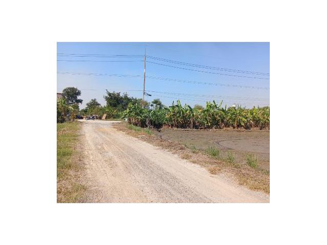 ขายด่วน ที่ดินแปลงสวย เขตคลองโยง ราคาถูก ติดถนน 2ด้าน เนื้อที่ 184 ตรว. เหมาะปลูกบ้านทำเกษตร หรือซื้อเก็บไว้ทำกำไรในอนาคต