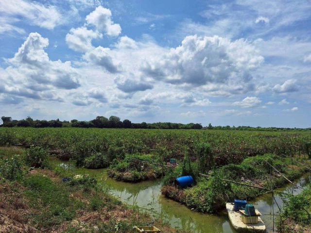 ขายที่ดิน เนื้อที่ 29ไร่ 2งาน 2ตารางวา ซอยวิทยาลัยคริสเตียน