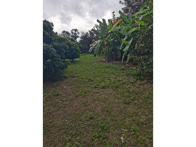 ขายที่ดินแปลงสวย2ไร่1งาน96ตารางวา ผังเมืองสีเหลือง ลักษณะเป็นสวนผสม ไม่ต้องถม ทำเลดี ใกล้ อบต.สันกำแพง อ.สันกำแพง จ.เชียงใหม่