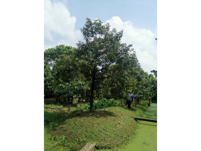 ขายบ้านเดี่ยว บ้านเดี่ยว หัวหิน