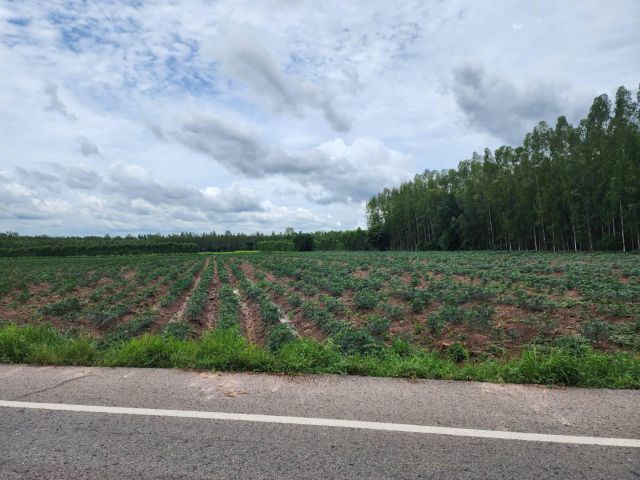 L1155 ขายที่ดินผังสีม่วง 53 ไร่ ศรีมหาโพธิ ปราจีนบุรี