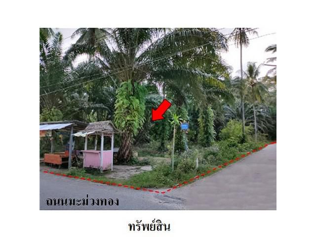 ขายที่ดินว่างเปล่า ถนน มะม่วงทอง ต.ปากพูน อ.เมือง จ.นครศรีธรรมราช