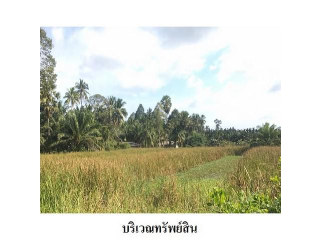 ขายที่ดินว่างเปล่า ถ.มะม่วงทอง ต.ปากพูน อ.เมือง จ.นครศรีธรรมราช