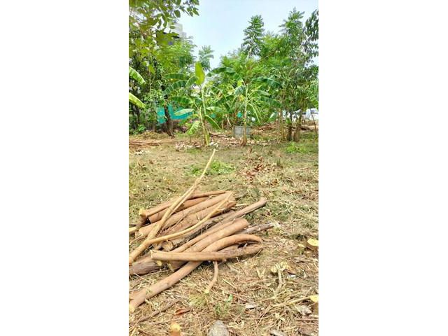 ขายที่ดิน 2 แปลง 121 ตร.ว สุขุมวิท 101/1 ในซอยวชิรธรรมสาธิต51