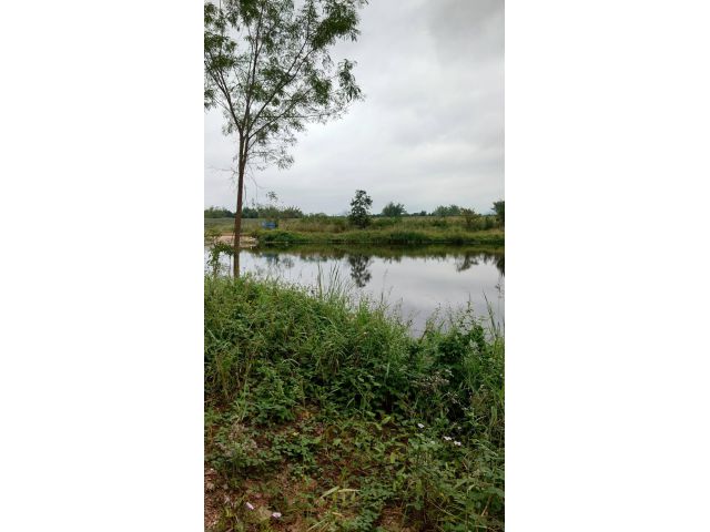 ขายที่ดิน(นส3/นส2/ภบท.5)4200-ไร่ ไร่ละ180000-ติดถนนลาดยาง+ฟายน้ำล้น อ.จอมบึง จ.ราชบุรี เหมาะทำฟาร์ม/โซล่าเซล์/ไร่สวนผสม