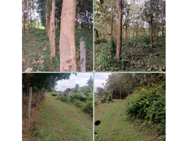 ขายที่ดินหลังมฺอราชภัฏเลย 1 ไร่ 88 ตรว.