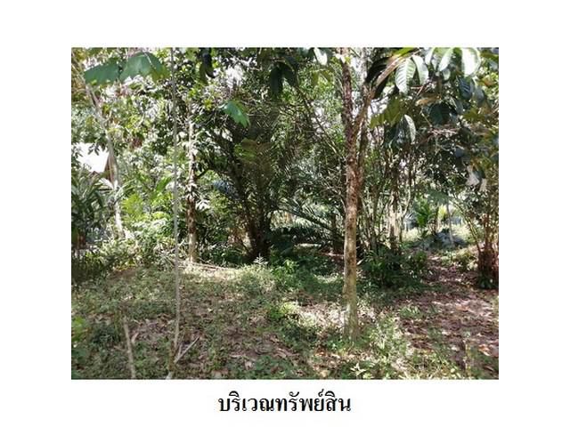 ขายที่ดินว่างเปล่า ต.ปล่องหอย อ.กะพ้อ จ.ปัตตานี