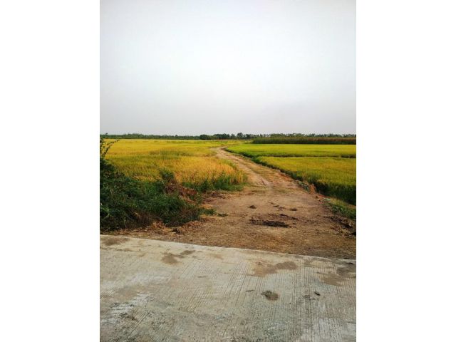 ขายที่ดิน 20 ไร่ 49 ตารางวา ถนนทางหลวง 3111 ต.ช่างเหล็ก อ.บางไทร จ.พระนครศรีอยุธยา