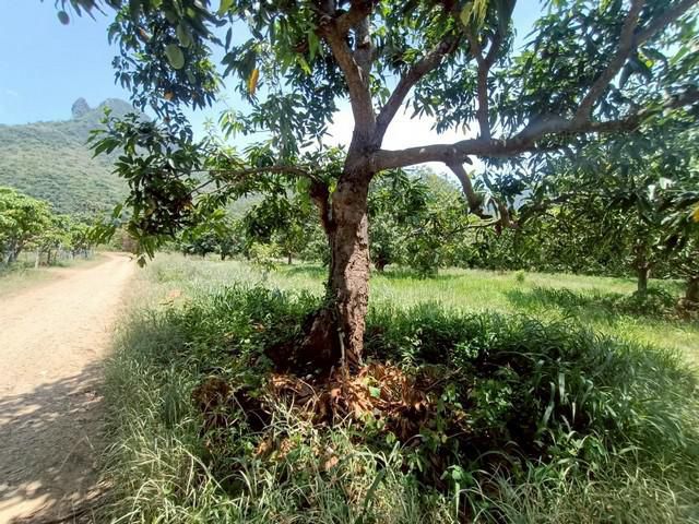 ขายที่ดินเปล่า ถมแล้ว 2ไร่ 1งาน 24 ตร.ว.