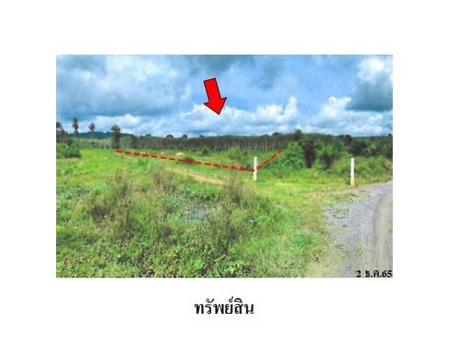 ขายที่ดินว่างเปล่า ต.ควนกรด อ.ทุ่งสง จ.นครศรีธรรมราช