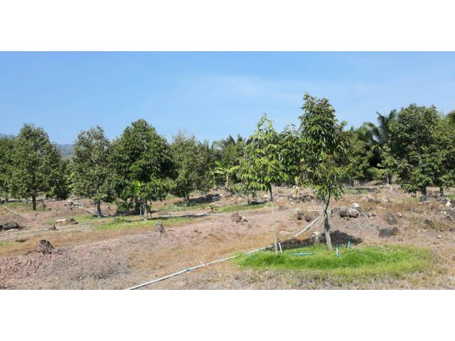 ขายสวนทุเรียน 6 ไร่ ใกล้ภูทับเบิก ต.บ้านเนิน อ.หล่มเก่า จ.เพชรบูรณ์