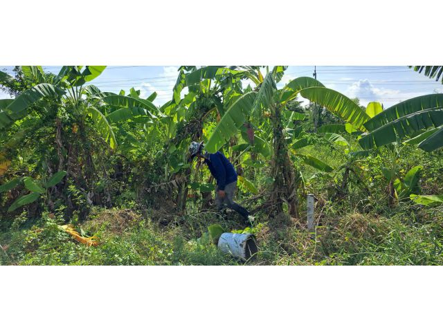 ขายที่ดินในซอยวัดสโมสร ไทรน้อย ราคาถูก 100 ตรว.