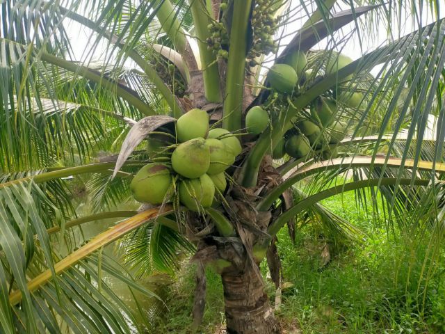 ขายที่สวนมะพร้าวน้ำหอม50-209ไร่ไร่ละ1ล้าน ติดถนนลาดยาง อ.บางเลน จ.นครปฐม.มะพร้าวอายุ7ปีเก็บขายได้เลย