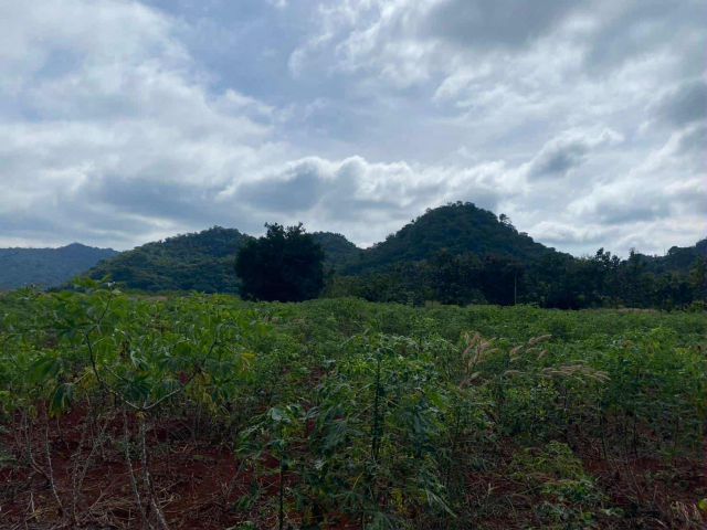 ขายที่ดินโฉนด3-3-76หนองน้ำแดงปากช่อง3.7ล.ไร่