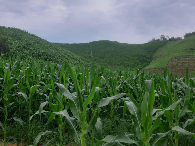 ขายที่ดิน(ภบท5.)เนื้อที่ 38351ไร่ ไร่ละ28000-อ.แม่อาย จ.เชียงใหม่ เหมาะทำฟาร์มเลี้ยงสัตว์/สวนเกษตร /ไร่ ขนาดใหญ่