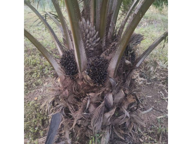 ด่วนที่สุด ขายสวนปาล์ม จำนวน 104 ไร่