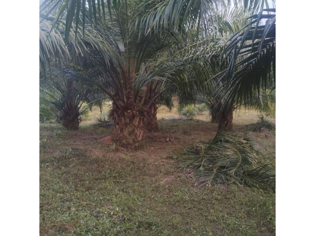 ด่วนที่สุด ขายสวนปาล์ม จำนวน 25 ไร่